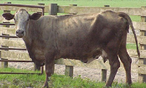 Cow with BCS 3