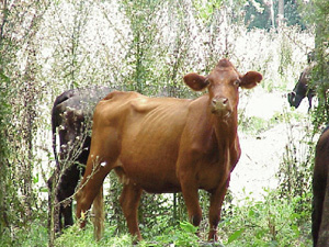 Cow with BCS 4