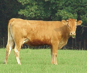 Cow with BCS 5