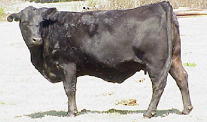 Cow with BCS 7