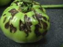 Photo showing dark streaks on tomato fruit caused by TSWV.