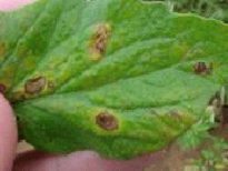 Photo showing lesions on leaf from early blight.