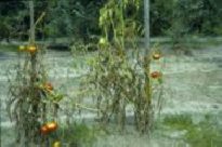 Photo showing yellowing and wilting from Fusarium wilt.