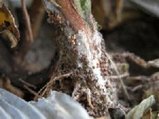 Photo showing Southern stem blight mold and reproductive structures on stem.