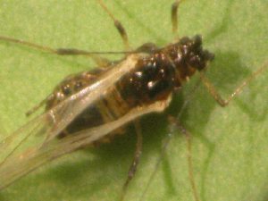 Photo of adult winged aphid.