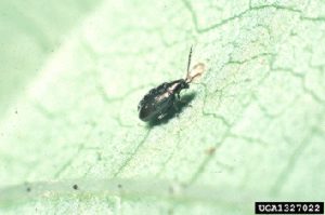 Photo of adult flea beetle.