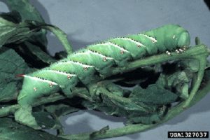 Photo of hornworm larva.