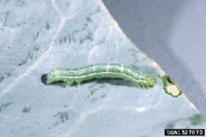 Photo showing cabbage looper larva.