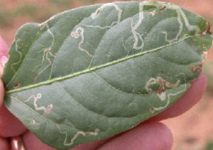 Photo showing winding mines in leaf created by leafminers.