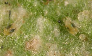 Magnified photo showing adult spider mites and eggs on leaf.