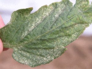 Photo showing speckled leaf caused by spider mites.