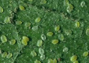 Photo showing sweetpotato whitefly nymphs on the underside of a leaf.