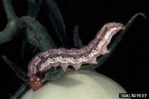 Photo of late instar fruitworm larva.