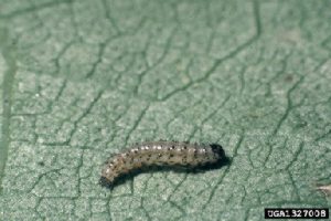 Photo of Early instar fruitworm larva.
