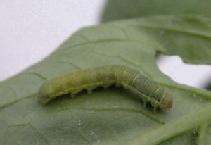 Photo of late instar beet armyworm.