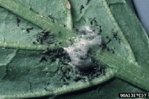 Photo showing beet armyworm egg mass hatching.