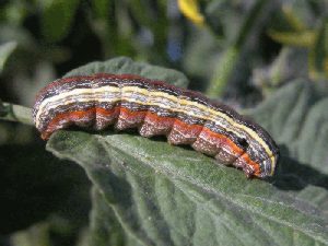 Photo of yellowstriped armyworm larva.