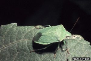 Photo of Southern green stink bug adult.