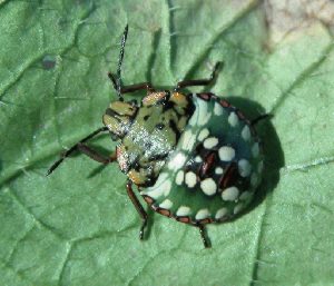 Photo of Southern green stink bug nymph (late instar).