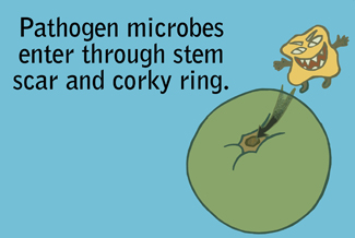 Illustration of cartoon bacteria attacking a tomato. Reads: Pathogen microbes enter through stem scar and corky ring