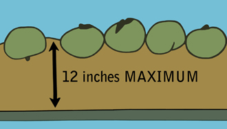 Illustration showing tomatoes in 12 inches maximum from the bottom of a dump tank.