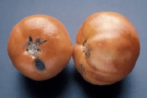 Photo showing blotchy coloring, surface pitting and black mold decay on tomatoes