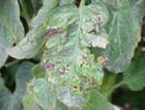 Photo showing leasions on leaf caused by bacterial spot.