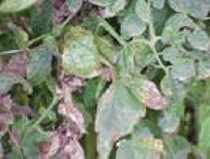 Photo showing chlorosis on leaves caused by bacterial spot. 