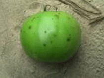 Photo showing lesions on fruit from bacterial spot.