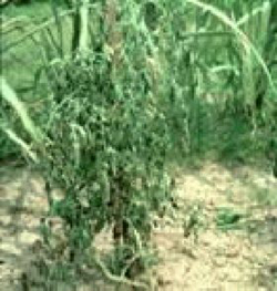 Photo showing of wilted plant from bacterial wilt.