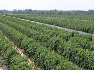 photo of tomato plant rows in field