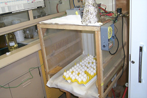 Figure 6. Electrostatic spraying system for applying EO water to eggs.