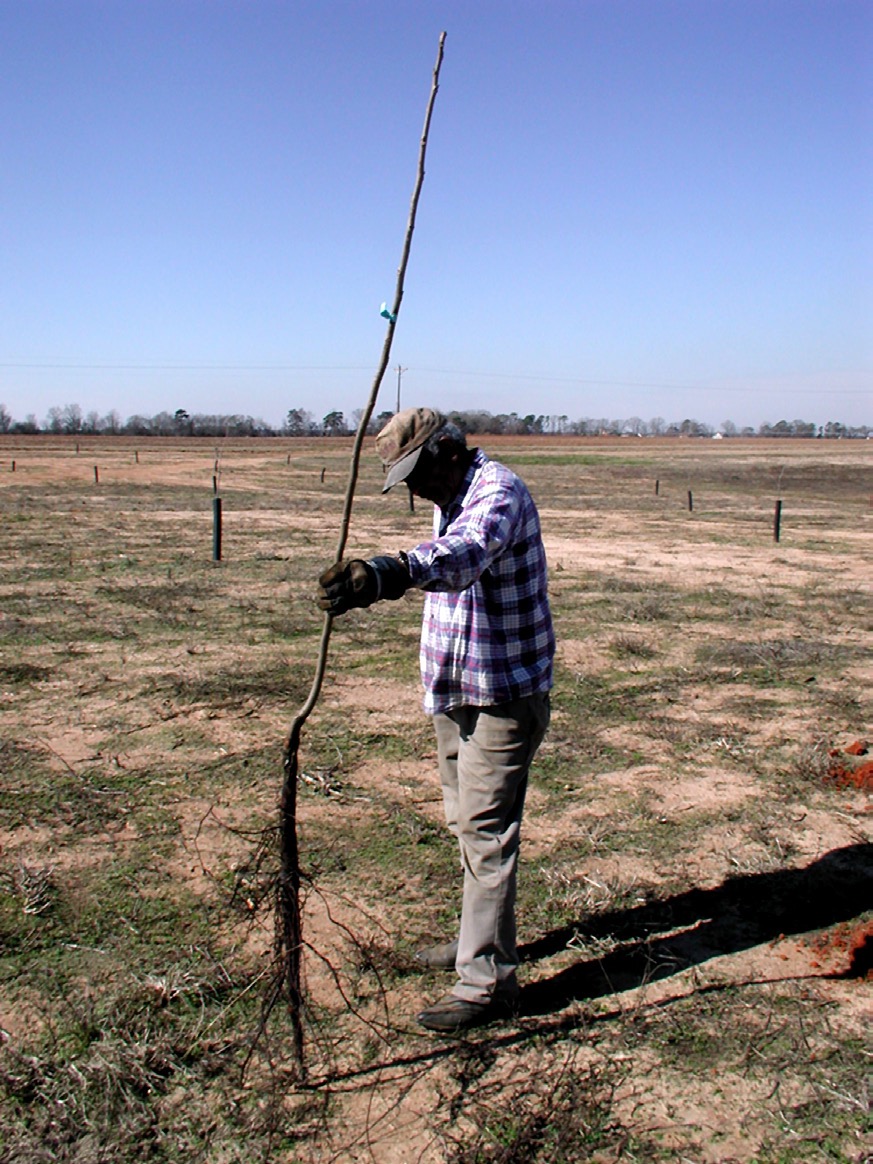 Planting a bare-root pecan tree