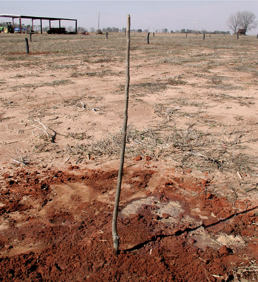 Level soil around the planted tree