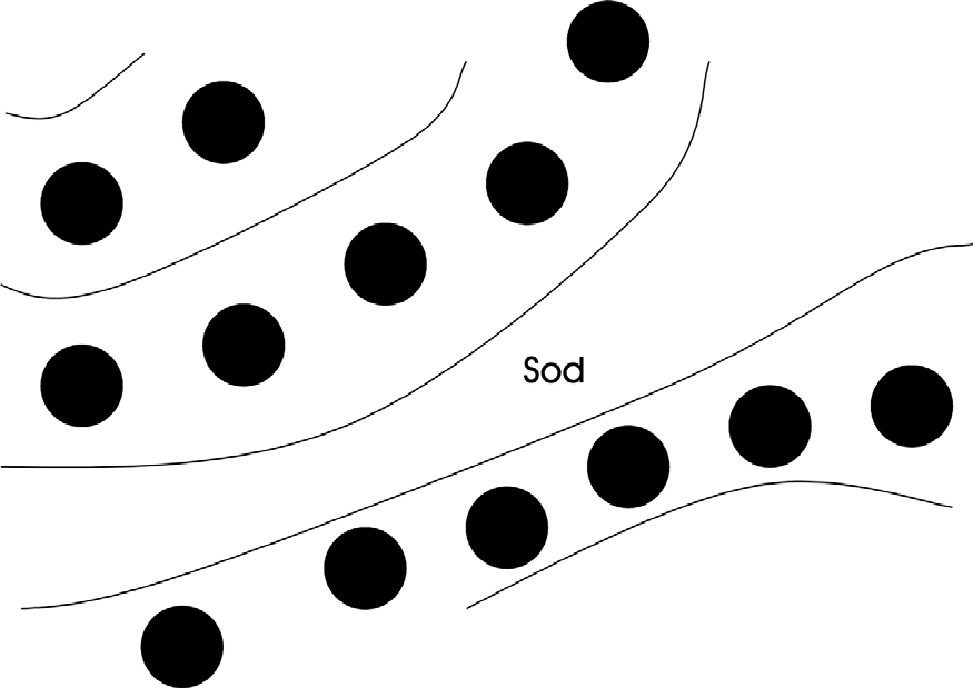 Contour orchard diagram with sod between rows of trees.