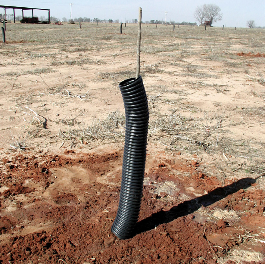 Planted, pruned tree in a growing tube