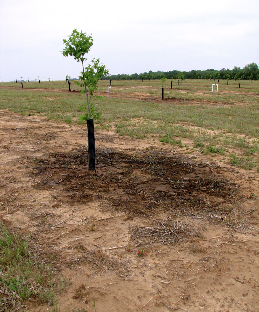Young pecan tree in an area watered by micro-irrigation