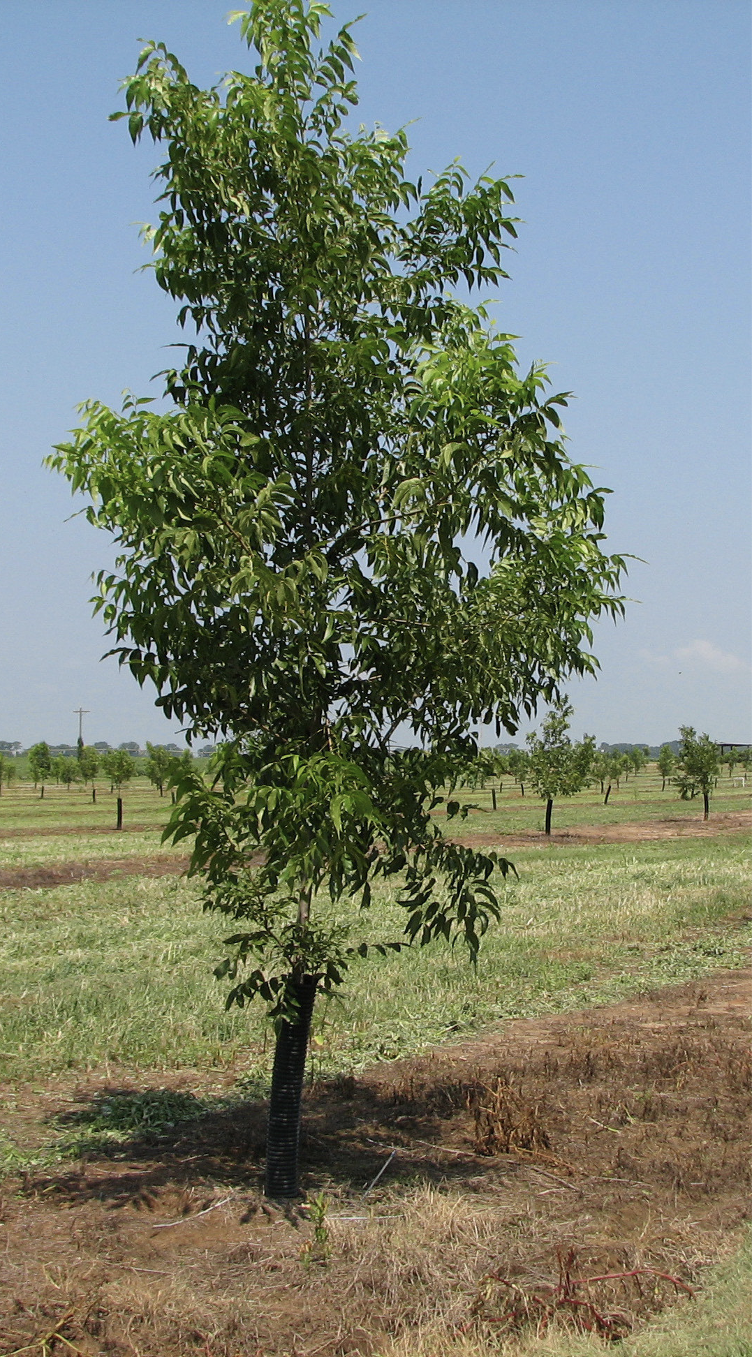 A young pecan tree with a growing tube around the trunk.