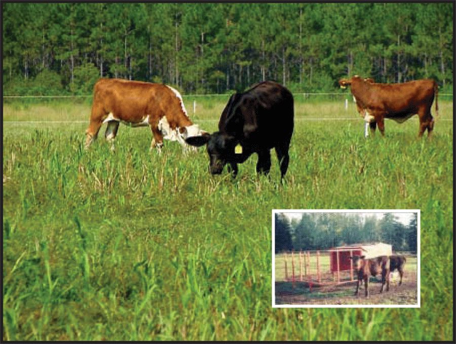 creep feeding beef calves