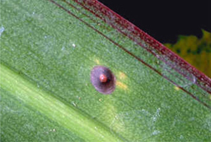 Scale insect on a leaf