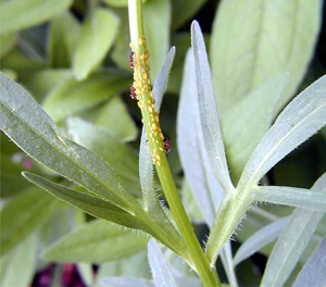 Aphids on plant stem