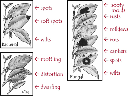Bacterial, viral, and fungal infections can affect appearance of leaves.