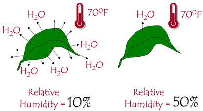 The lower the humidity, the more water is lost from a leaf.