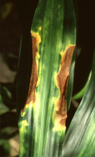 symptoms of fluorine damage on Corn plant