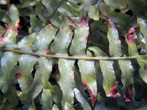Soluble salt burn is manifested as leaf martinal and tip burn.