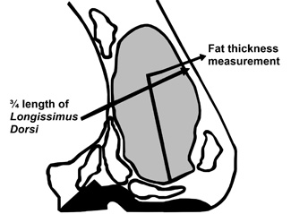 Diagram of ribeye area with 3/4 length of Longissimus Dorsi and fat thickness measurement shown