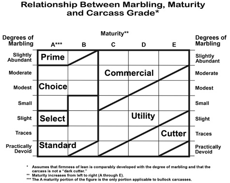Relationship between marbling, maturity, and carcass grade. Maturity from A to E and degrees of marbling are in a table with cell areas marked with grade