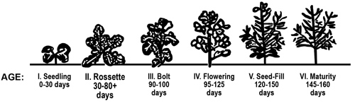 Canola growth stages.