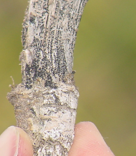 canola stem showing pycnidia