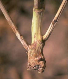 canola stem with girdling crown lesion